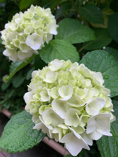 占い師七重のお気に入り写真2